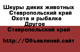 Шкуры диких животных - Ставропольский край Охота и рыбалка » Другое   . Ставропольский край